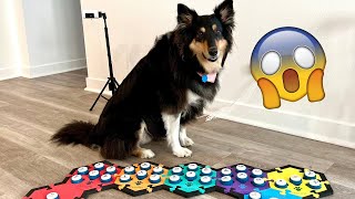 Talking Dog Buttons  Funniest smartest and BEST moments [upl. by Retxab]