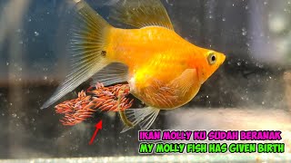 IKAN MOLLY KU BERANAK ⁉️ MY MOLLY FISH HAS GIVEN BIRTH⁉️ [upl. by Drawd]