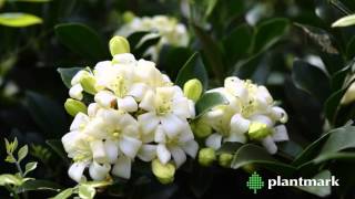 Murraya paniculta Orange Jessamine at Plantmark Wholesale Nurseries [upl. by Eelrebmyk528]