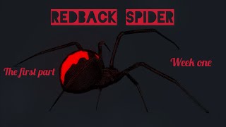 Redback spiders Latrodectus hasselti [upl. by Aisined]