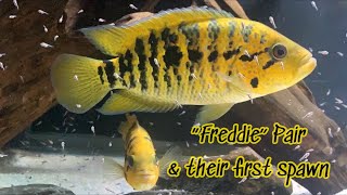 Yellow Jacket cichlid former Freddy with fry [upl. by Saravat]