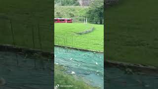 Switzerland to Italy by Bernina express train 🚂 berninaexpress shortvideo adventuretours [upl. by Eninnej]