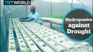 Farmer in Zimbabwe turns to hydroponics to beat severe drought [upl. by Whitby]