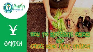 How To Propagate Onions and Chives Using Plant Division [upl. by Gibbs535]