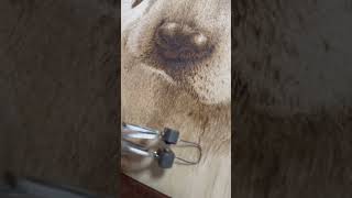 Pyrography Blending for realistic wood burning portraits pyrography woodburning dog howto [upl. by Halverson]