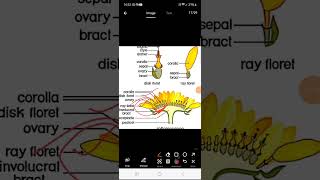 Inflorescence amp its types fully detailed  mcq [upl. by Jayne706]