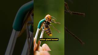 Is Asian giant hornet dangerous part 2  shortvideo shorts facts ytshorts [upl. by Nomyad]