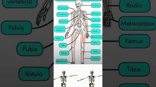 Skeletal system [upl. by Sayce]