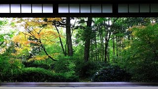 1 HOUR Japanese Temple Bell Sound At Hondo for Relaxing Healing And Zen [upl. by Lelia]