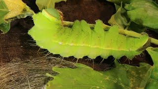 Antheraea yamamai  Japanese oak silkmoth [upl. by Keeler478]