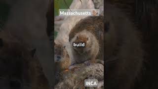 Top 3 Beaver Wildlife Parks in Massachusetts naturepark [upl. by Ynattirb]