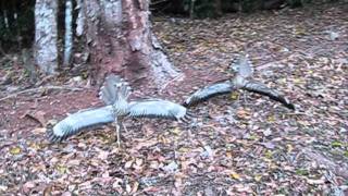 Curlews in Breeding Season [upl. by Ahsemit]