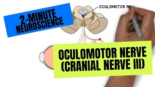 2Minute Neuroscience Oculomotor Nerve Cranial Nerve III [upl. by Anisamot486]