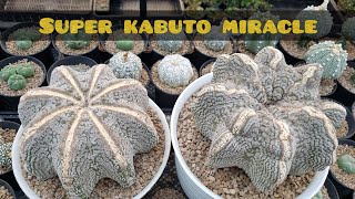 Astrophytum Super Kabuto MIRACLE [upl. by Ailima]