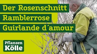 Der Rosenschnitt mit Klaus Kölle I Ramblerrose Guirlande d´amour [upl. by Linnie856]