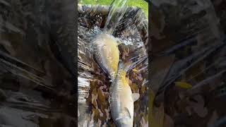 Feeder fishing plu dubble carp on light feeder rod 🎣 [upl. by Sile380]