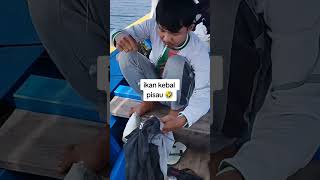 Ikan kebal mancing mancingdilaut fishing mancingikandilaut fypyoutube [upl. by Stratton]