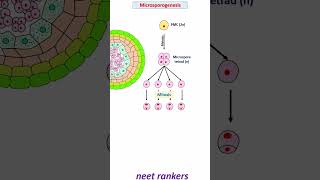 Microsporogenesis and formation of Pollen grain neetrankers neetmotivation neetpreparation neet [upl. by Persis219]