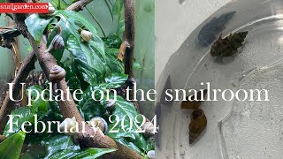 Snailroom update february 2024 [upl. by Freed839]