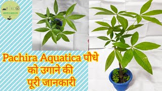 Pachira Aquatica को उगाने की पूरी जानकारी  Pachira Aquatica Plant Care [upl. by Ssepmet]