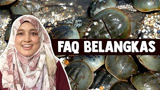 FAQ Belangkas [upl. by Ydnelg]