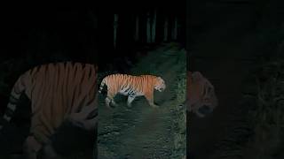 Night safari full vlog is on my channel bandhavgarh wildlife tiger wildanimals shorts video [upl. by Tracey]