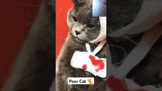 OMG 😰 poor cat and puppiesshorts [upl. by Aninep]