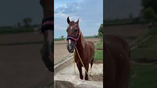 Horse video horse shortvideo [upl. by Faline]