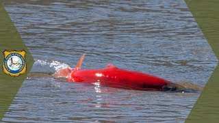 Kokanee Salmon Spawning [upl. by Flannery]