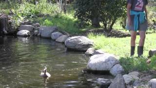 Neglected Ducks Get Their First Swim [upl. by Anelleh]