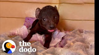 Orphaned Hyena Loves To Wrestle With A Rescue Puppy  The Dodo [upl. by Elrod469]