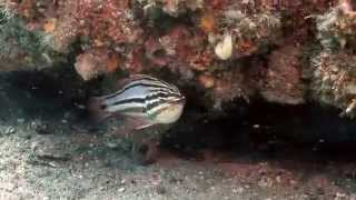 Sydney Cardinalfish mouth brooding eggs [upl. by Damaris]