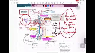 Portosystem Anatomoses  Gastroenterology [upl. by Yramanna]