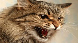 Male Cat Calling Female  Male Cat In Heat Sounds  Cat Mating Call Sounds [upl. by Tiossem]