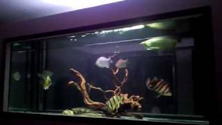 Datnoid  Bichir  Cichla  Arowana community tank [upl. by Georgeanna207]