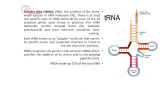 RNA 1 samer biochemistry I [upl. by Drhacir799]