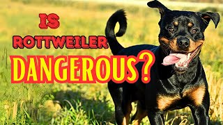 Are Rottweilers Really Aggressive The Truth You Need to Know [upl. by Feldt]