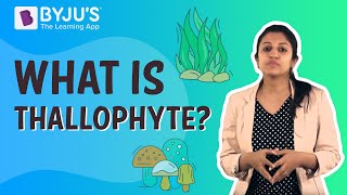 What is Thallophyte [upl. by Elfstan654]