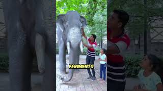 Por que a estátua do elefante começou a sangrar shorts [upl. by Purpura]