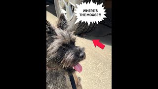 Cairn Terrier Meets Mouse [upl. by Zurek]