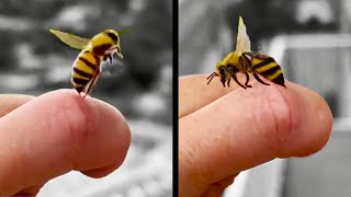 Bee Stings Human and then Apologizes [upl. by Mitchiner]