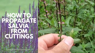 How to Propagate SALVIA Deadhead Salvia Salvia nemorosa and Prune Salvia [upl. by Ylrebmit]