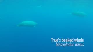 First footage of Trues beaked whales underwater [upl. by Eliezer]