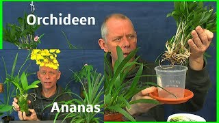 Ananas  Dattel  Orchideen Pflege der Pflanzen [upl. by Eseerehc68]