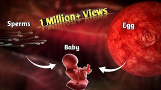 The Journey of Sperm and Egg The Fertilization Process  Pregnancy  Conception Explained in Urdu [upl. by Magnien953]