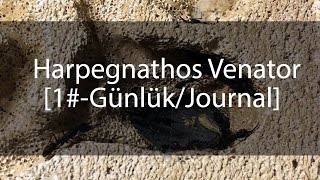 Harpegnathos Venator Günlük  Journal 1 [upl. by Mercier]