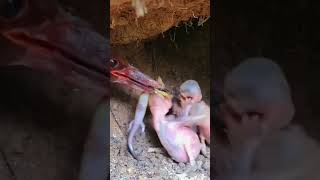 Bird Feeding her kids youtubeshorts shorts birds nature [upl. by Leandro]