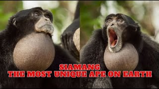 Siamang  The Most Unique Ape On Earth [upl. by Braca]