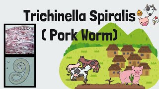 Trichinella spiralis FULL Lecture  Pork Worm  Trichinosis  Intestinal Nematodes  Novice Medic [upl. by Coniah229]