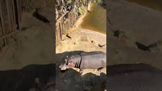 Explore Pretoria Zoo South Africas Wildlife Gem [upl. by Atinaujnas]